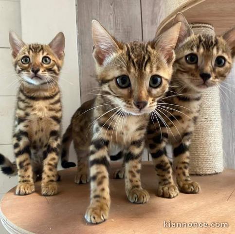 Dons Chatons Bengal LOOF 