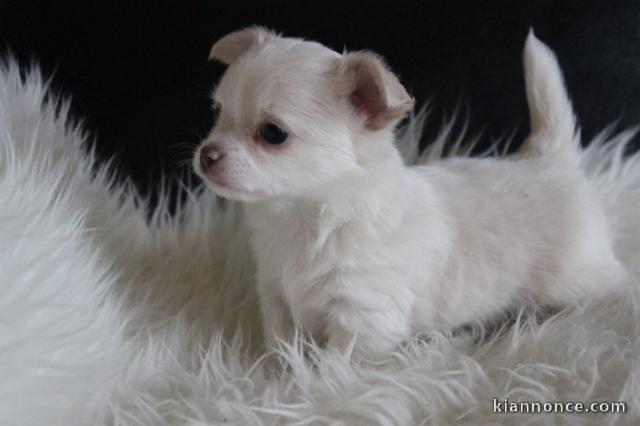A donner chiot chihuahua femelle