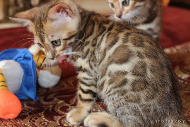magnifique chatons bengal disponible