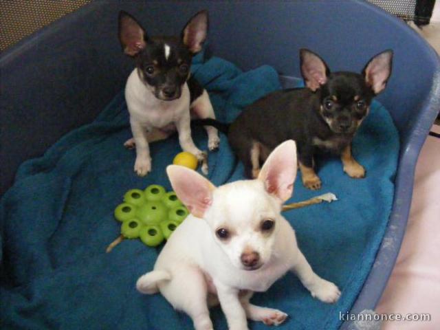 beaux chiots chihuahua
