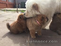 superbe Chiot chow chow
