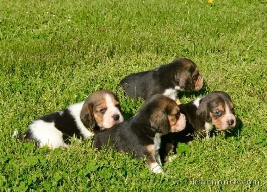 disponibles 3 chiots beagle