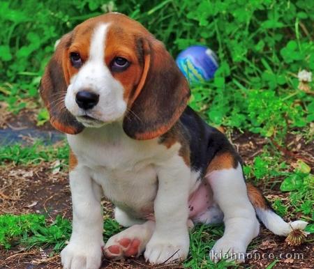 magnifique chiots beagle