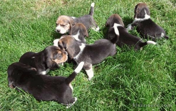très Beaux chiots beagle