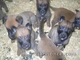 disponible superbe chiots Berger Malinois