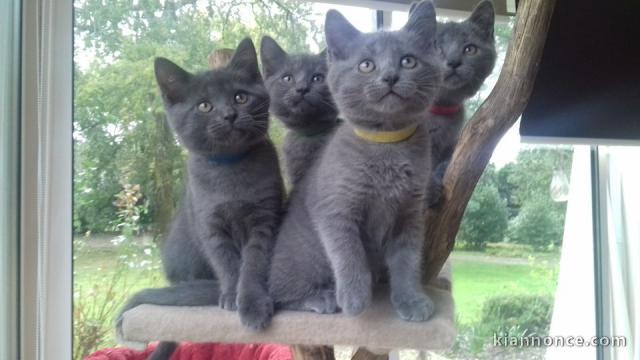 adorable chatons chartreux