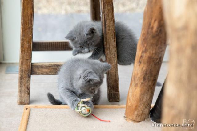 sublime chatons chartreux