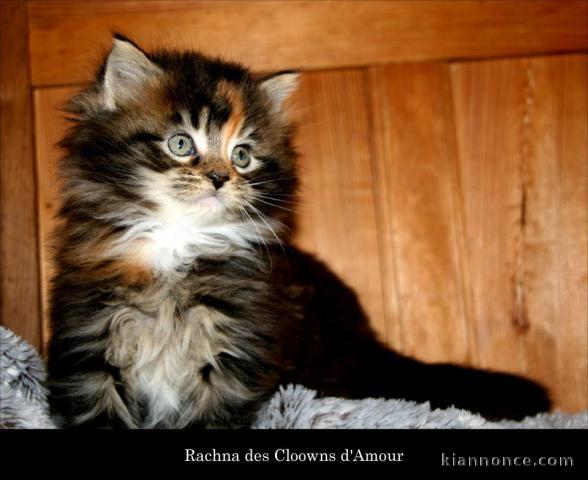 Splendide Chatons Maine Coon A Donner Male Te Femelle A Vendre A Strasbourg Loisirs Animaux