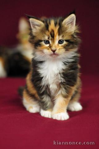  chatons Maine Coon LOOF 