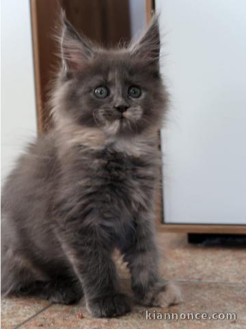 Adorables chatons maine coon
