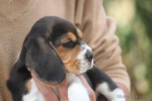 A donner Chiots Beagle