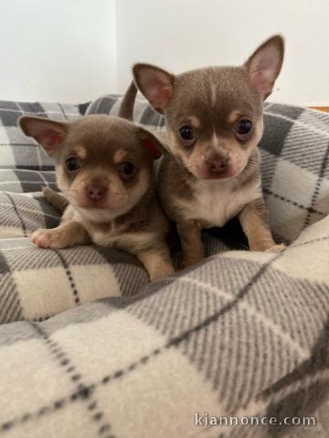  Magnifiques Chihuahua A DONNER 