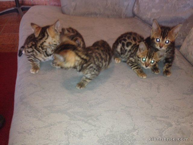 A donner chatons Bengale brown