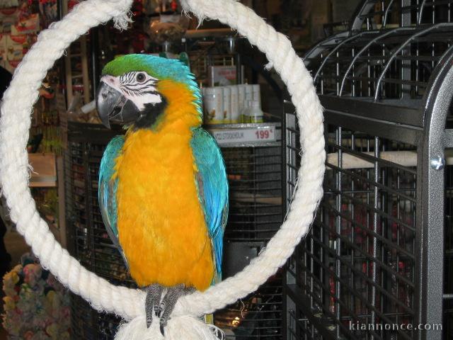 Adorable perroquet ara bleu et jaune à donner