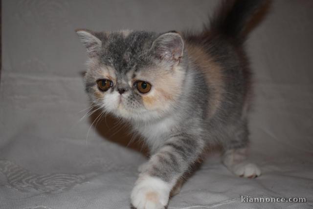 Chatons Exotic Shorthair pour adoption