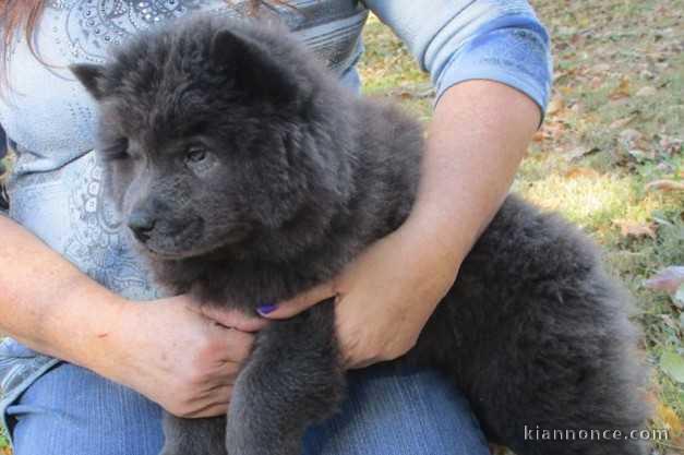  A donner chiot type Chow Chow femelle