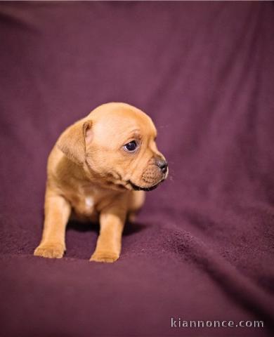 A donner Chiots staffordshire bull terrier
