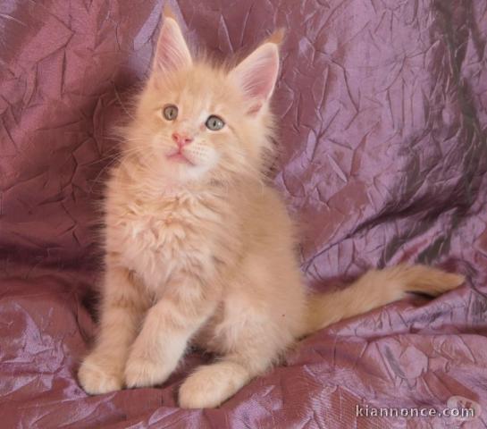 Chaton main coon a donner