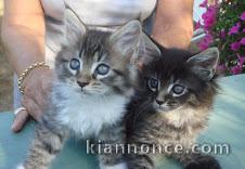 Adorable chatons maine coon