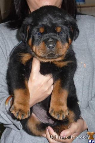 Chiots Rottweiler Adorable