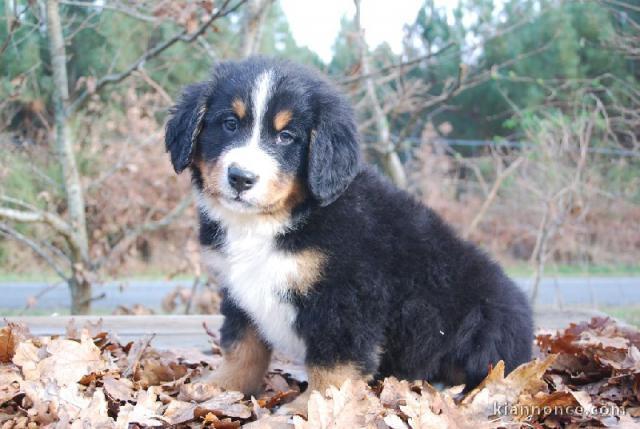 Bouvier Bernois A Vendre / Elevages De Bouvier Bernois Berner Sennenhund En France : Bouvier bernois le maître idéal est une personne plutôt calme et qui aime comme lui les grands espaces pour s'épanouir son espérance… <p>les éleveurs vous pouvez inscrire votre élevage de bouvier bernois en vous rendant dans la rubrique élevage vous pouvez voir toutes les informations.