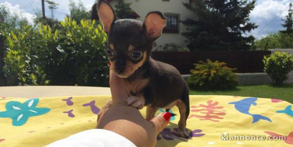 Chiot type chihuahua femelle