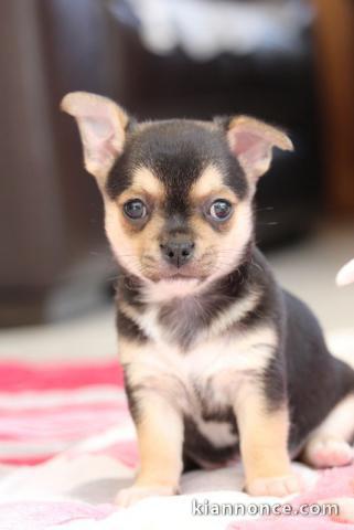   Chiots Type chihuahua a donner 