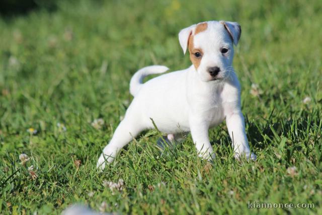 chiot jack russel non lof a donner