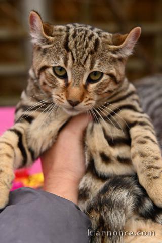 Nous avons des chatons de Bengal disponibles à l’adoption