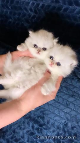 Nous avons des chatons Persian disponibles à l’adoption