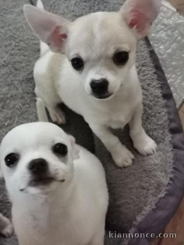 Magnifiques chiots de type Chihuahua Femelles et Mâles LOF a adop