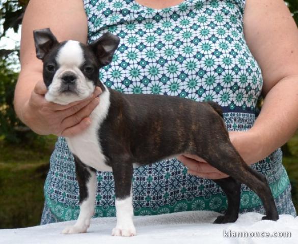 Chiot Boston Terrier pure race a donner