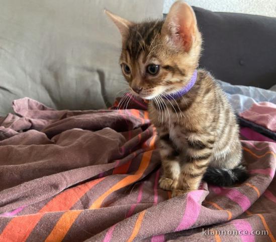 Chaton bengal  a donner