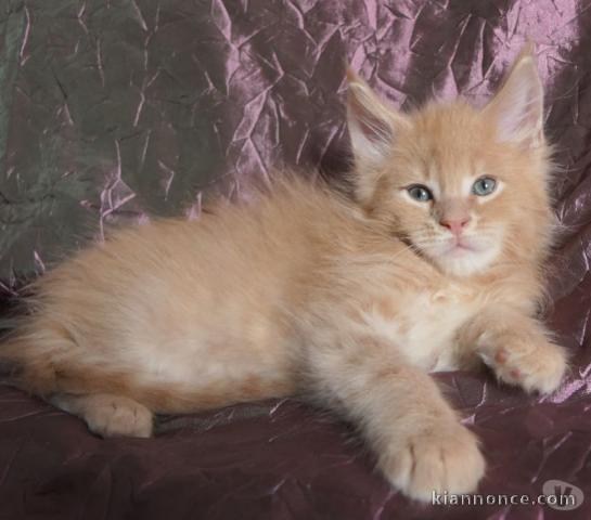 Chaton Maine coon a donner femelles.