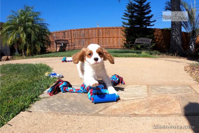Super chiot type Cavalier king charles
