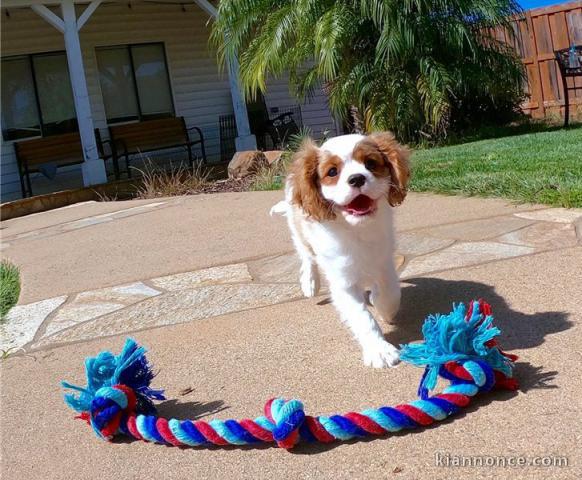chiot cavalier king a donner