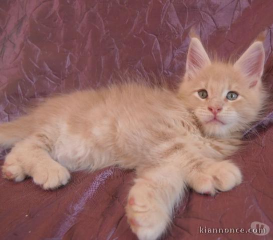 Chaton Maine coon a donner loof