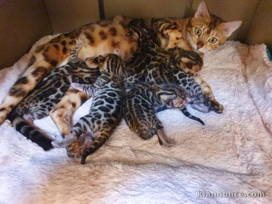 Adorables chatons Bengal Pure Race