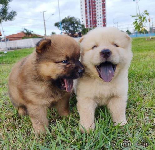 chiot chowchow a donner
