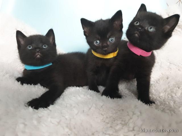 Magnifique chatons chartreux 