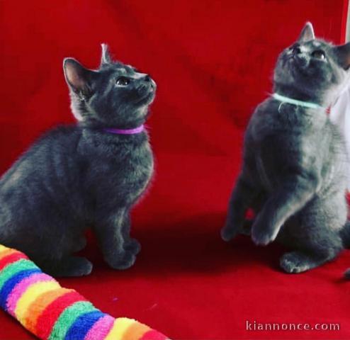 Merveilleux chatons chartreux