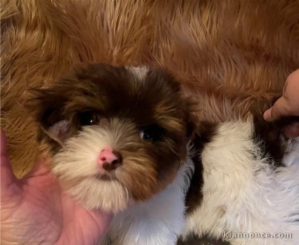 Chiot yorkshire terier loof