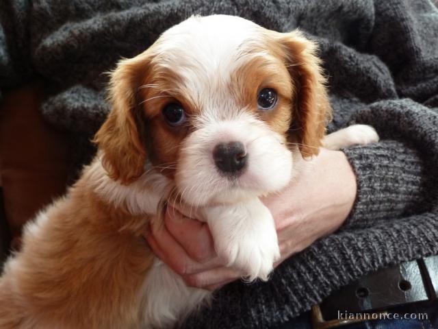 cavalier king charles a donner