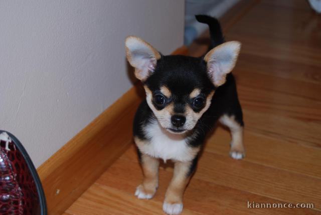 Magnifique  chiot Chihuahua  à donner 