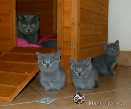 Magnifiques chatons Chatreux