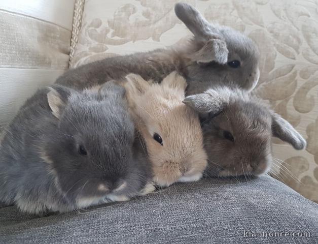 Bébés lapins nains a donner 