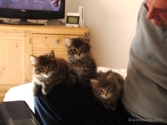 chatons maines coon a reserver 