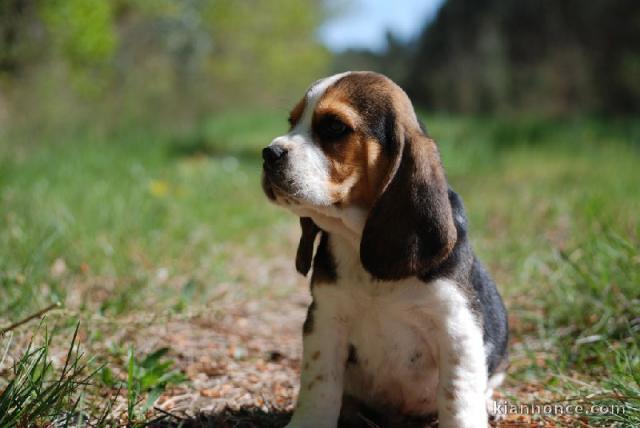 adorable chiot Beagle  a donner