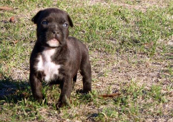 A donner Chiots american staffordshire terrier 