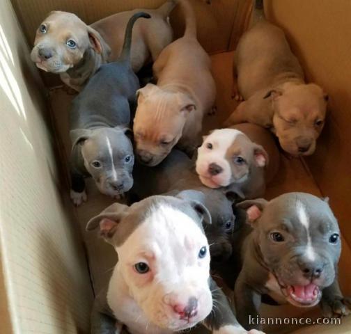 L’American Staffordshire Terrier DISPONIBLE